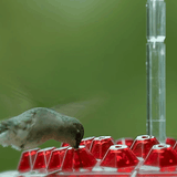 Moriel | Hanging Hummingbird Feeder with 30 Ports and Built-In Ant Guard for Garden and Patio