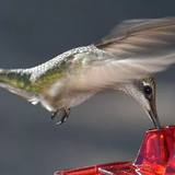 Moriel | Hanging Hummingbird Feeder with 30 Ports and Built-In Ant Guard for Garden and Patio